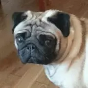 たか