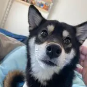黒柴さんの画像