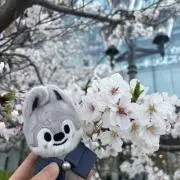 むらさきの画像