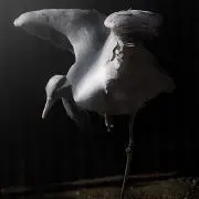 Kの画像