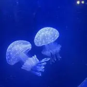 【激安最終値下げ中】海月shop♡の画像
