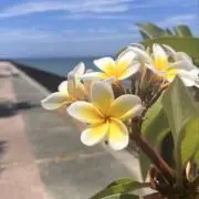 aの画像