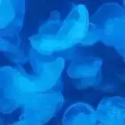.n  土日のみの発送の画像