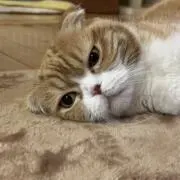 なな
