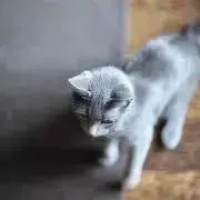 レウォンの画像