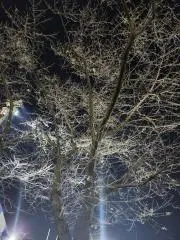 明太子の画像