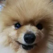 いづみの画像