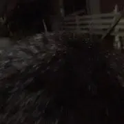 はの画像