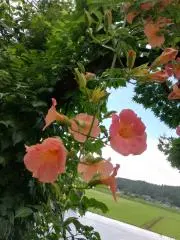 KAMOSU Stayの画像