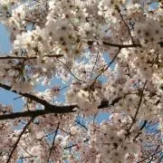 みかんの画像