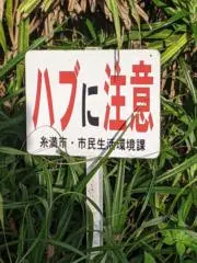 こてっちゃん