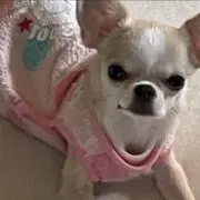 プンくんの画像