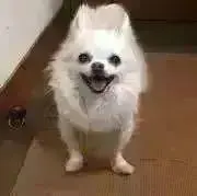 CMTPSの画像