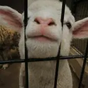 ひつじの画像