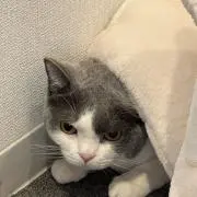 よしよしの画像