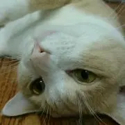 ききねこ