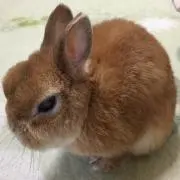 mayumaronの画像