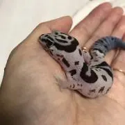 moriの画像