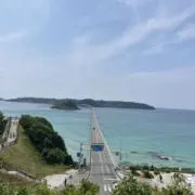 ありの画像