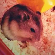 すし
