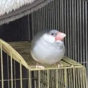 しおりの画像