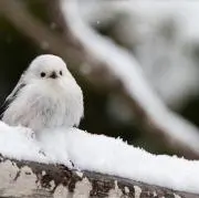 しまえながの画像