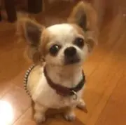 シェリルの画像