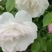 iml プロフご一読下さいの画像