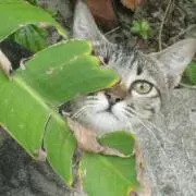 にゃんぼの画像