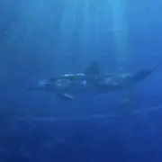 ユウの画像