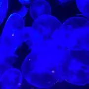 ちょす