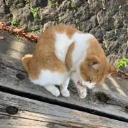 ★ぴょん吉★の画像