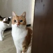 ニャン太の画像