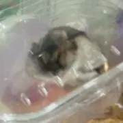 ゆゆゆの画像