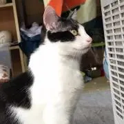 闇猫