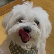 サチの画像