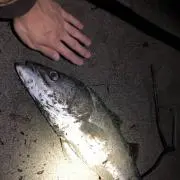 スズキの画像