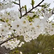 さくらの画像