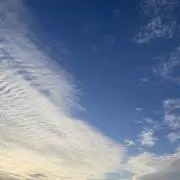 さぼてんの画像