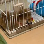岡本駿