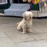 傘子の画像