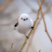 ビルボの画像