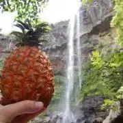 るかの画像