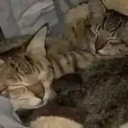 サメの画像
