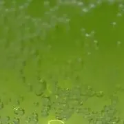 チャっぴの画像