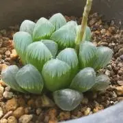 ちょこの画像