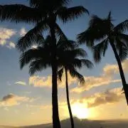 ヤシの木の画像