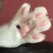 Cの画像