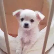 アム