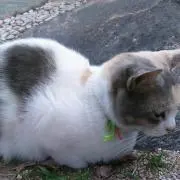 ゆきさんの画像